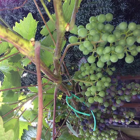 - Garni - Wolfshof מלון טראבן-טרארבאך